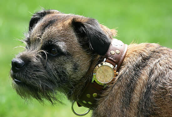 Rolex Watch Dog